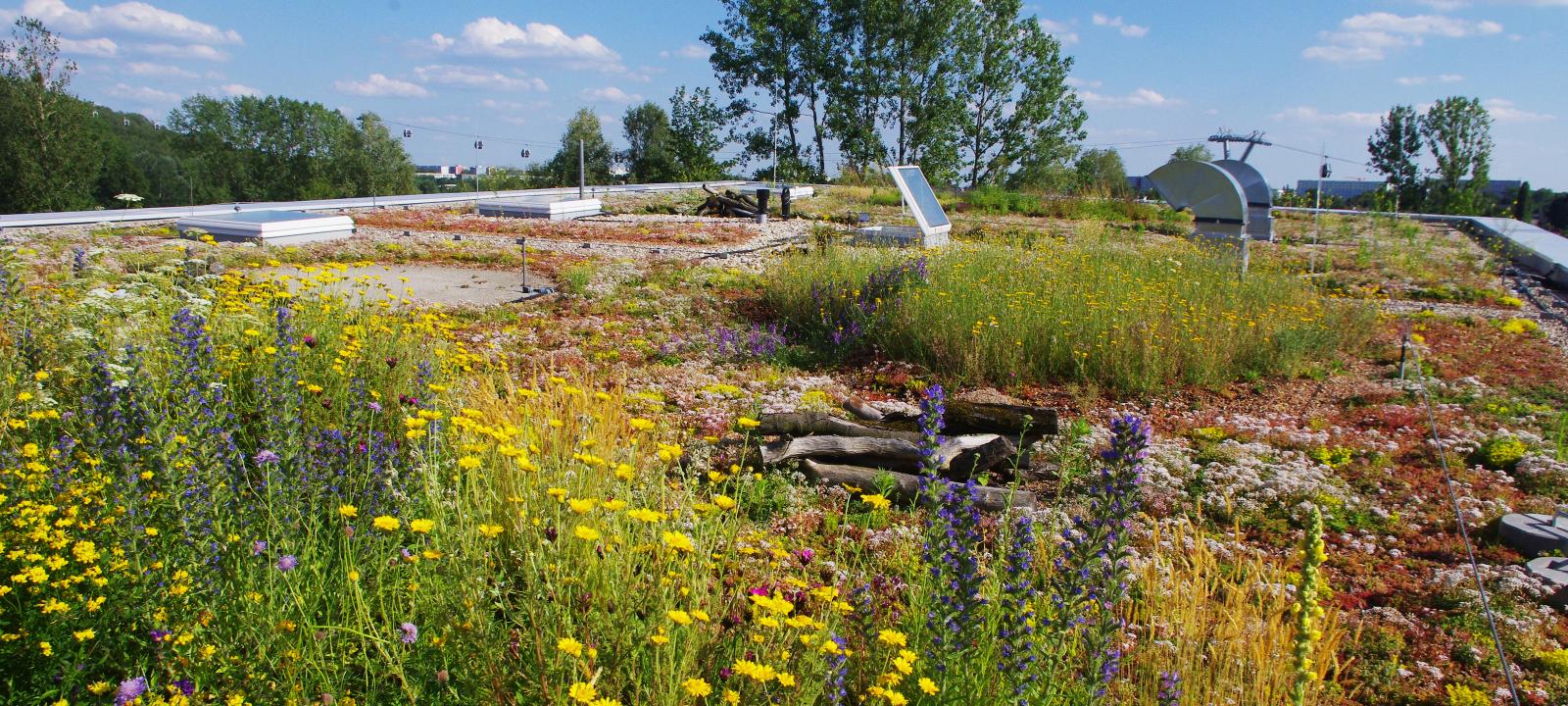 Green roof with meadow flowers, herbs and Sedum